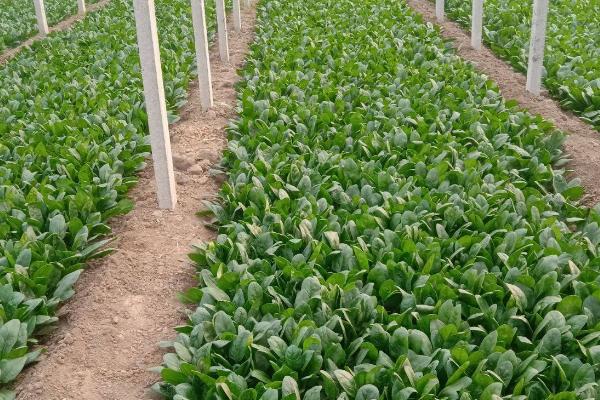 菠菜种子要浸泡多久才播种,需要浸泡5-6小时
