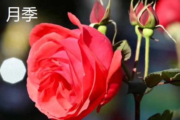 月季和玫瑰有什么区别,叶片、花朵、花茎均不同