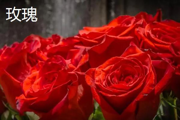 月季和玫瑰有什么区别,叶片、花朵、花茎均不同