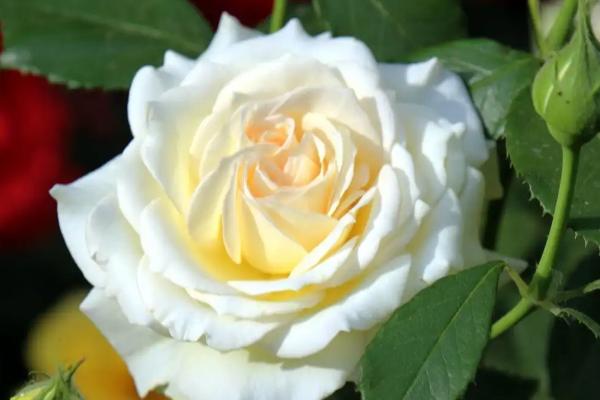 月季和玫瑰有什么区别,叶片、花朵、花茎均不同