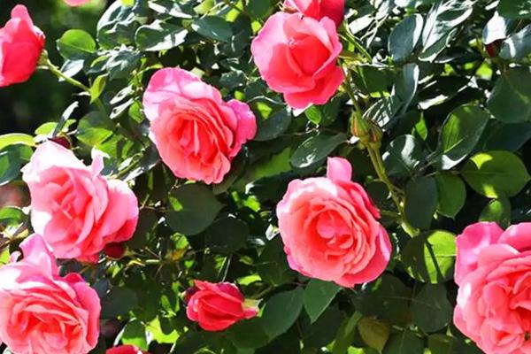 月季和玫瑰有什么区别,叶片、花朵、花茎均不同