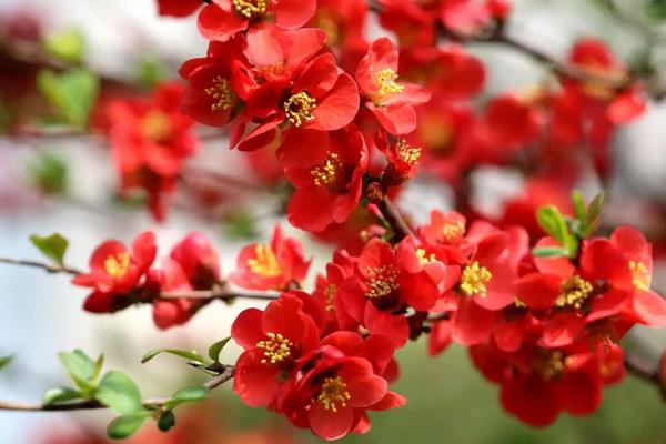 海棠花开花的特点,花色丰富多样化
