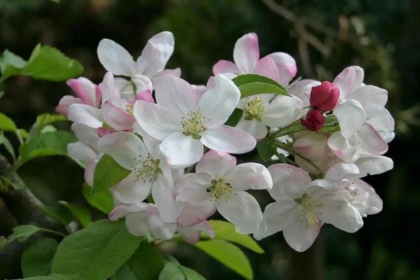 海棠花开花的特点,花色丰富多样化