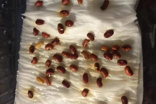 几天可以看出红豆种子发芽,浸泡在清水中1-2天就可发芽