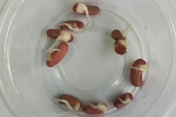 几天可以看出红豆种子发芽,浸泡在清水中1-2天就可发芽