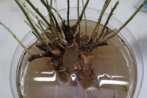 不能用生根粉的有哪些植物,常见的有长寿花、月季、天竺葵