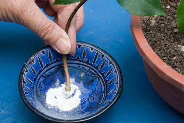 不能用生根粉的有哪些植物,常见的有长寿花、月季、天竺葵