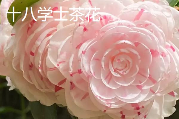 十八学士茶花和赤丹茶花的区别,叶片、花色和花型均不同