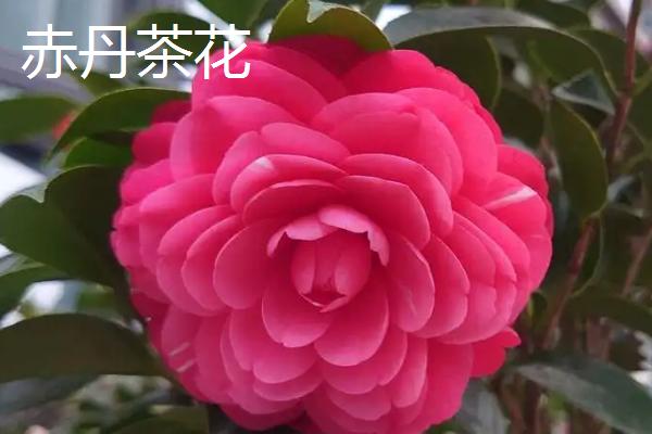 十八学士茶花和赤丹茶花的区别,叶片、花色和花型均不同