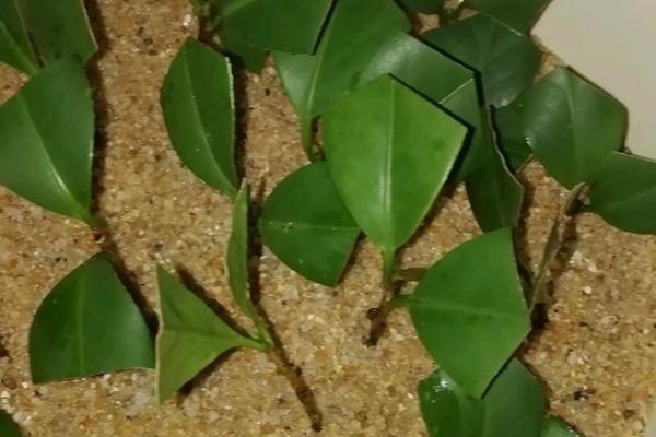 十八学士茶花和赤丹茶花的区别,叶片、花色和花型均不同