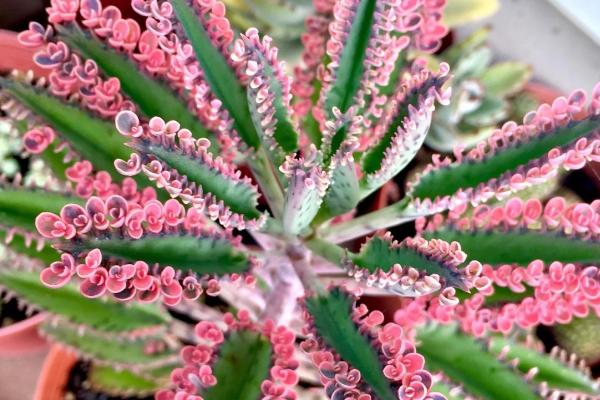 可以一年不浇水的植物有哪些,常见的有沙漠玫瑰、不死鸟等