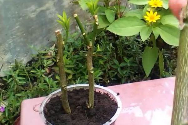 植物扦插的方法,选择生长成熟、没有病害的当年生嫩枝