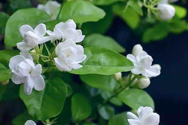 植物扦插的方法,选择生长成熟、没有病害的当年生嫩枝