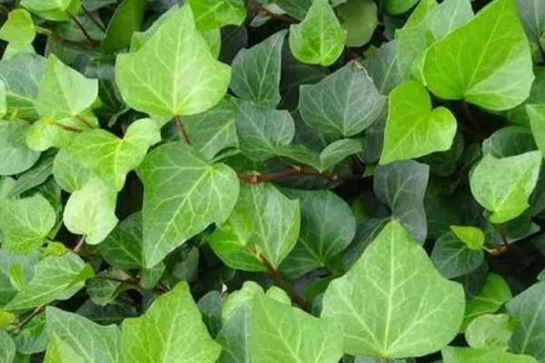 植物扦插的方法,选择生长成熟、没有病害的当年生嫩枝