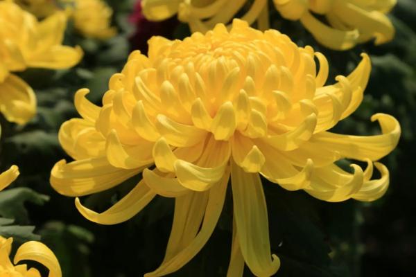 植物扦插的方法,选择生长成熟、没有病害的当年生嫩枝