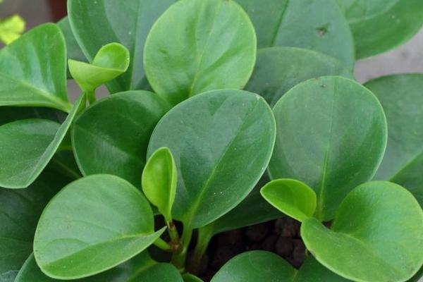 植物扦插的方法,选择生长成熟、没有病害的当年生嫩枝