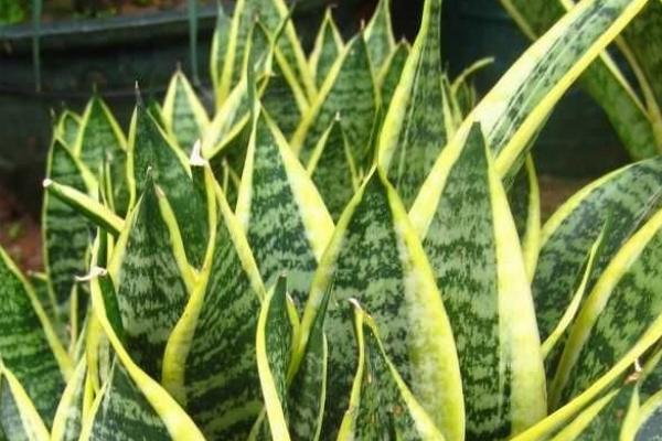 植物扦插的方法,选择生长成熟、没有病害的当年生嫩枝
