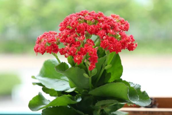 植物扦插的方法,选择生长成熟、没有病害的当年生嫩枝