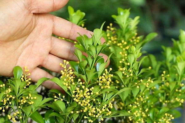 植物扦插的方法,选择生长成熟、没有病害的当年生嫩枝