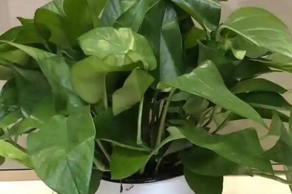 植物扦插的方法,选择生长成熟、没有病害的当年生嫩枝