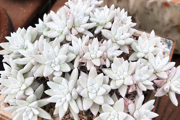 多肉白菊大水发根的方法,在移栽或者定植后浇灌一次大水