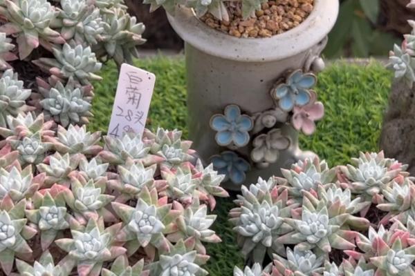 多肉白菊大水发根的方法,在移栽或者定植后浇灌一次大水