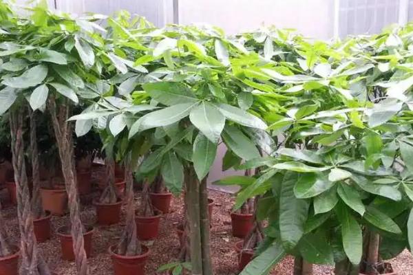 发财树客厅摆放位置,可摆放在客厅中间或明财位上