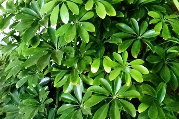 发财树客厅摆放位置,可摆放在客厅中间或明财位上