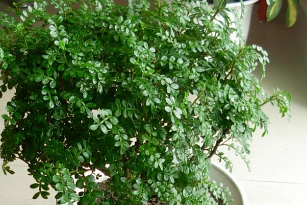 清香木的嫁接方法,选择健壮、没病虫害的枝条作为接穗