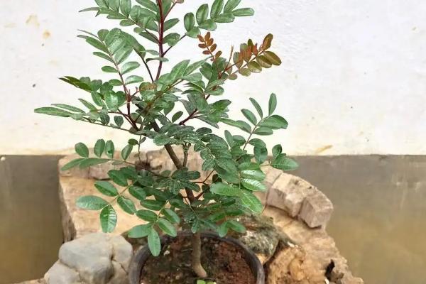 清香木的嫁接方法,选择健壮、没病虫害的枝条作为接穗