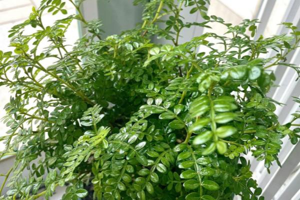 清香木的嫁接方法,选择健壮、没病虫害的枝条作为接穗