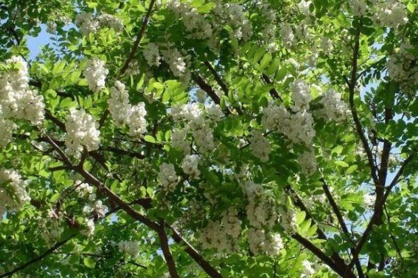 刺槐是被子植物吗，属于被子植物