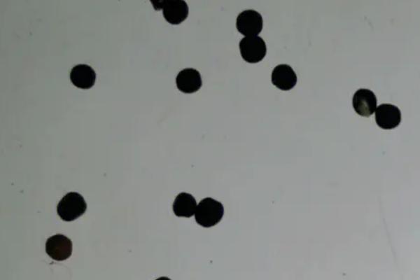 六倍利种子怎么种,主要以秋播为主