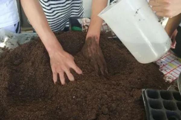 六倍利种子怎么种,主要以秋播为主