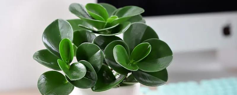 青叶碧玉的养殖方法，在18-25℃可以茁壮生长