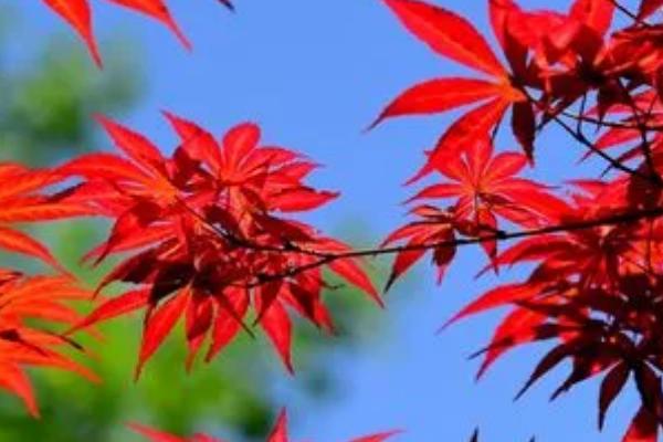 红枫几月份会长出新叶子,一般在春季3月份长新叶子