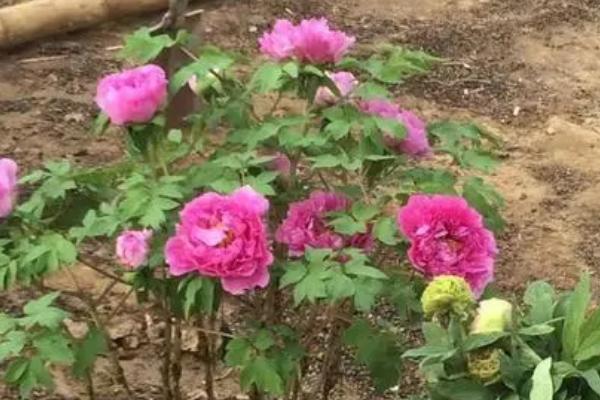 牡丹移栽后的注意事项，移栽后需要注意浇水时间