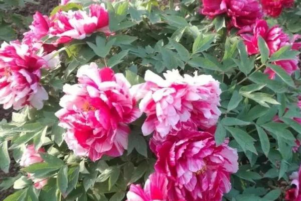 牡丹移栽后的注意事项，移栽后需要注意浇水时间