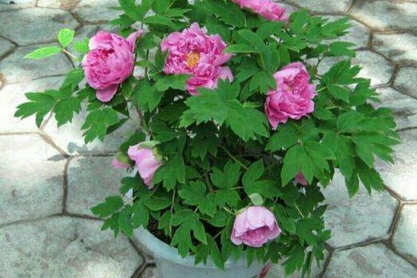 牡丹移栽后的注意事项，移栽后需要注意浇水时间