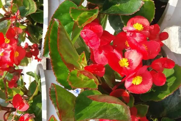 玻璃翠可以在室内养吗，可以但需给予全天光照