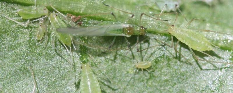 花招蜜虫怎么办，可以使用化学药剂进行除虫