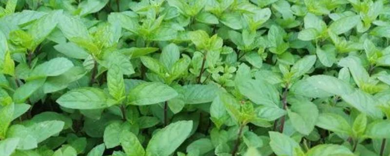 薄荷的种植方法,以在春秋季节栽种