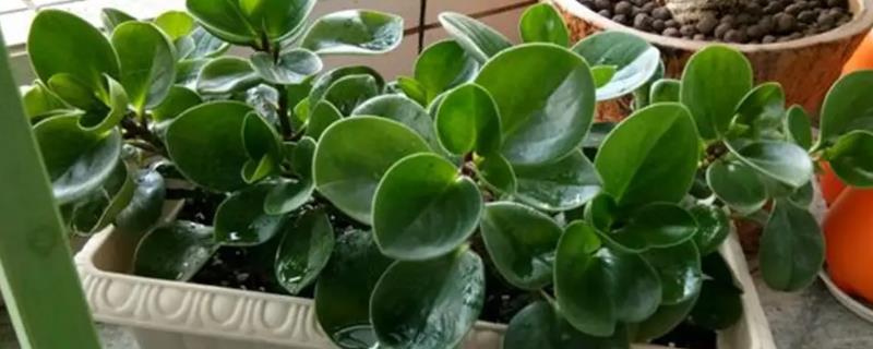 豆瓣绿叶子发软干焉怎么解决，先找原因再综合治理