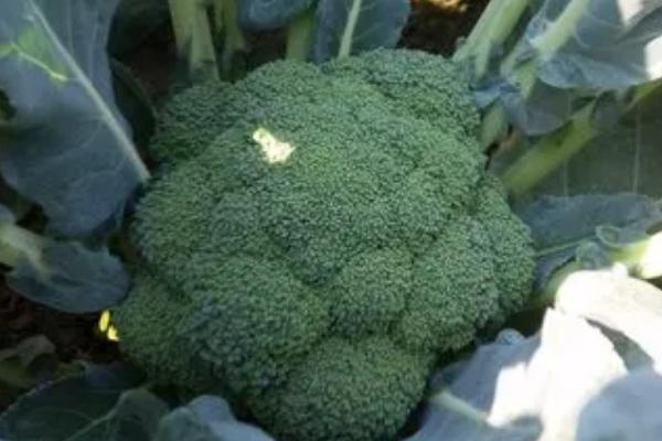 菜花和西兰花的区别，叶片、花球均不同