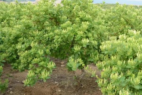 金银花的种类，常见的有红银花、大毛花和四季金银花等