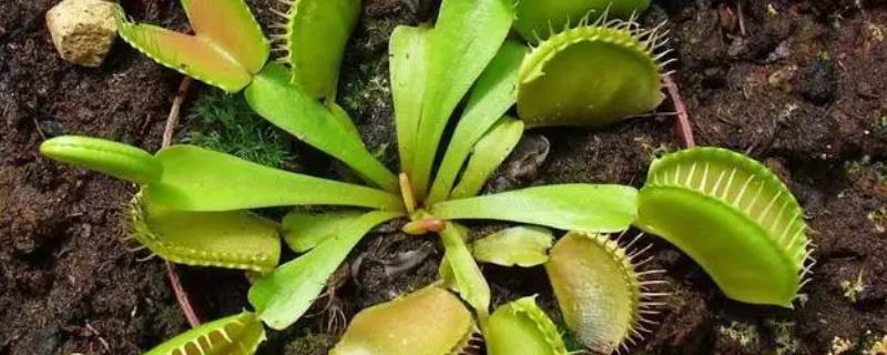 捕蝇草如何繁殖，可以采用扦插的方法繁殖