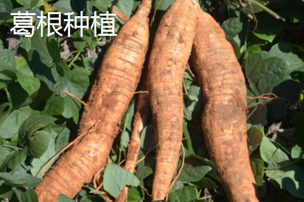 葛根种植多久才可以收，种植2-3年后才能采收