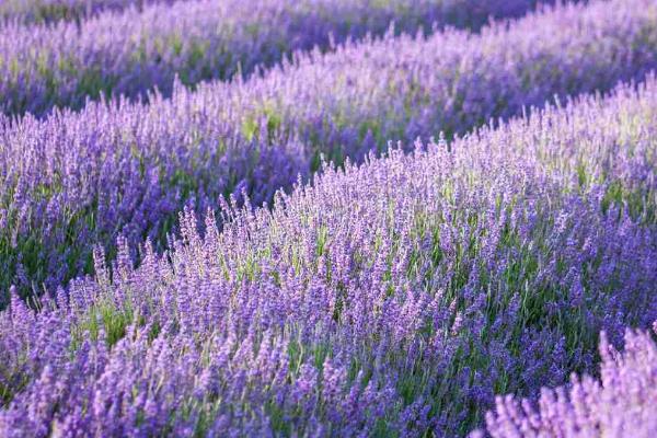 紫色的小花是什么花，可能是薰衣草、银莲花、紫丁香等