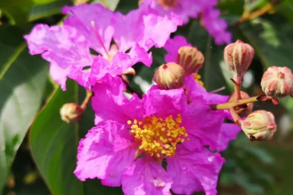 紫色的小花是什么花，可能是薰衣草、银莲花、紫丁香等