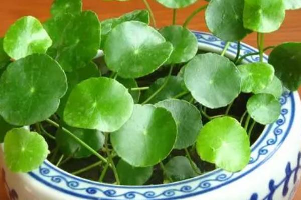 水培铜钱草的养殖方法，每天光照5个小时左右为宜